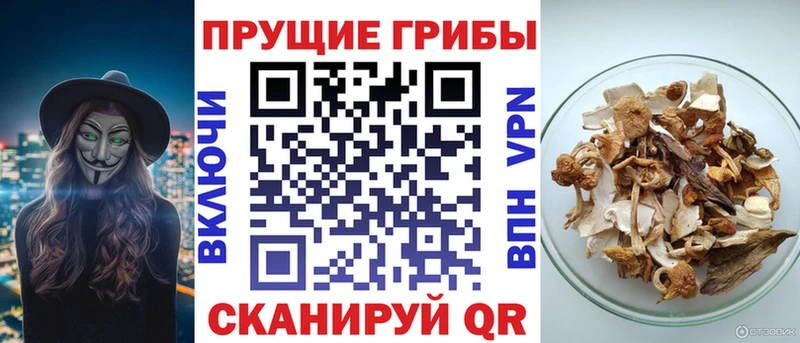 Псилоцибиновые грибы Cubensis Слюдянка